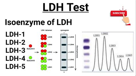 ochldh|LDH and LDH Isoenzymes of Synovial Fluid in the Horse .